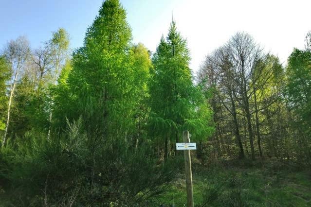 Appartement Au Cœur Des Sapins à Abreschviller Extérieur photo